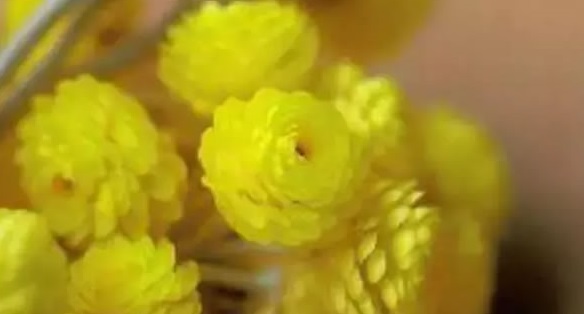 永久花纯露：你应该拥有的温暖治愈系纯露