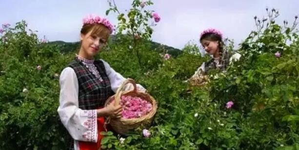 赴一场玫瑰之约，2018保加利亚玫瑰芳香之旅，跟芳疗大咖一起体验异域香气生
