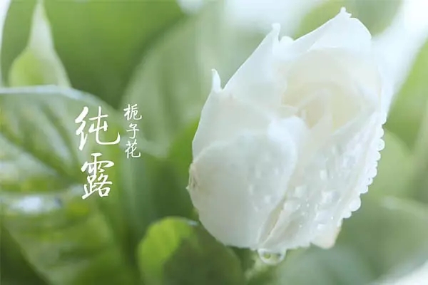 扒皮│纯露那些不为你知的事儿